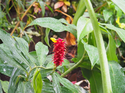 Pairi Daiza (Brugelette, Belgium)